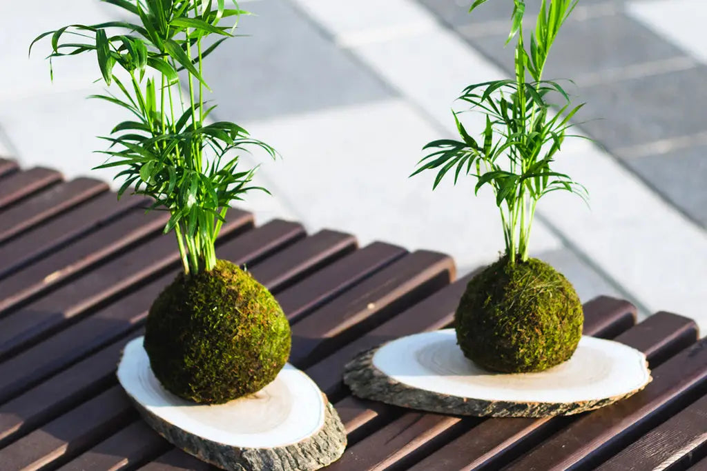 Kokedama