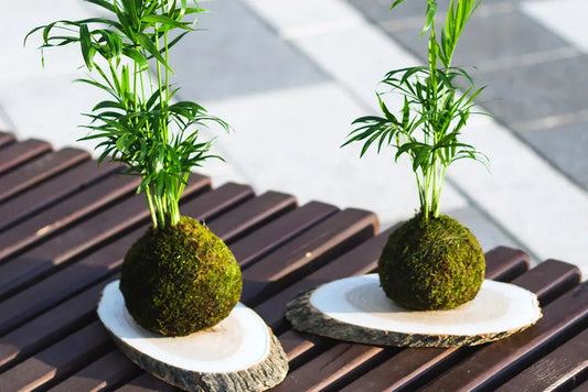 Kokedama
