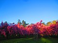 Sakura Tree