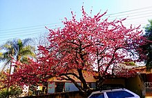 Arbol de Sakura