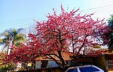 Sakura Tree