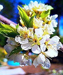 Sakura Tree