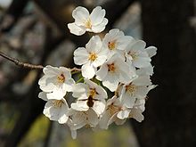 Sakura Tree