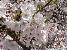 Arbre Sakura