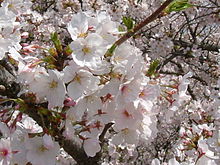 Sakura Tree