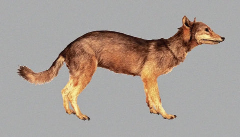 Appearance and Habitat of the japanese honshu wolf