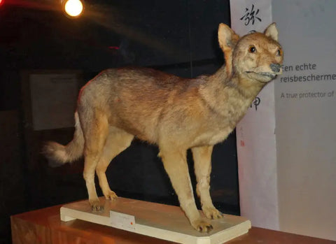Extinction of the japanese honshu wolf