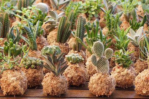 Succulent Kokedama