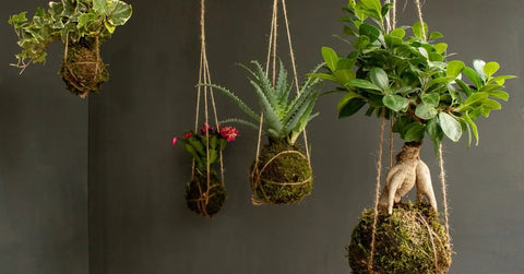 Kokedama sospeso